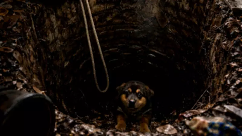 Tragic End for Puppy After 3-Hour Rescue Attempt Outside Tihar Jail