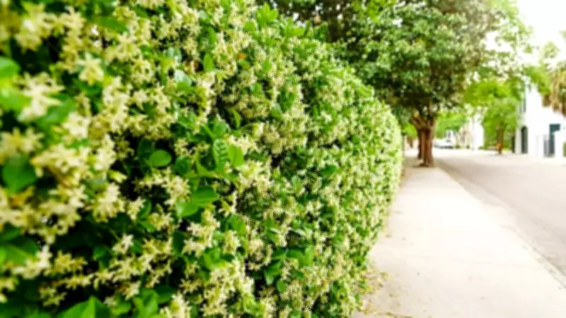 Transform Your Fence with Carolina Jessamine: A Natural Green Wall Solution