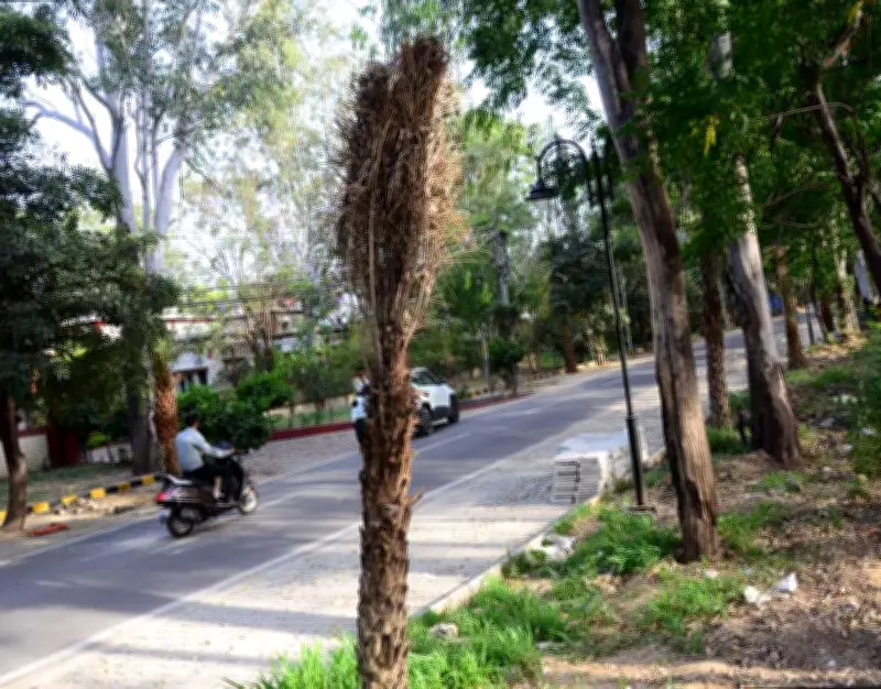 Transplanted Date Palms Wilt in Jalandhar, Raising Environmental Concerns