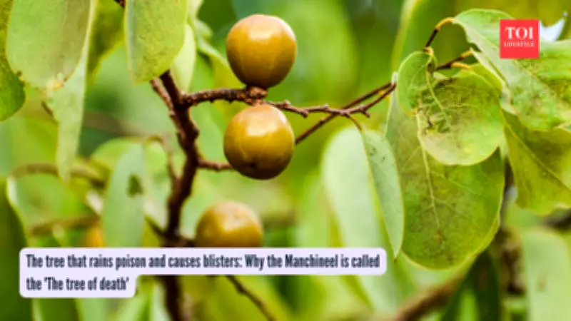 Tree of Death: The Manchineel's Lethal Beauty and Hidden Dangers