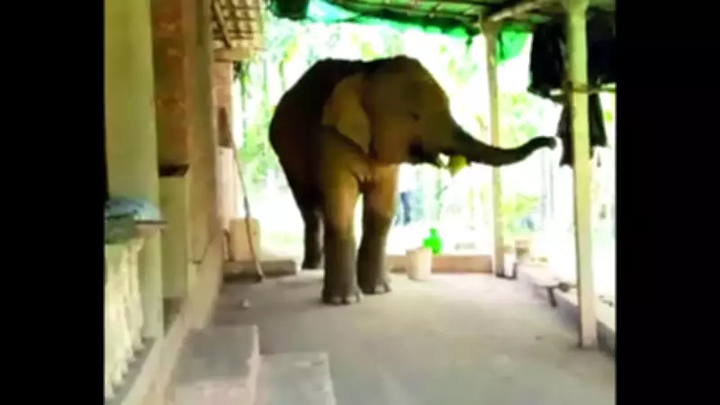 Tusker 'Omkar' Crosses Goa-Maharashtra Border After Week of Tensions