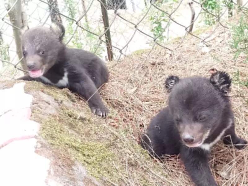 Two Abandoned Himalayan Black Bear Cubs Rescued in Shimla's Theog