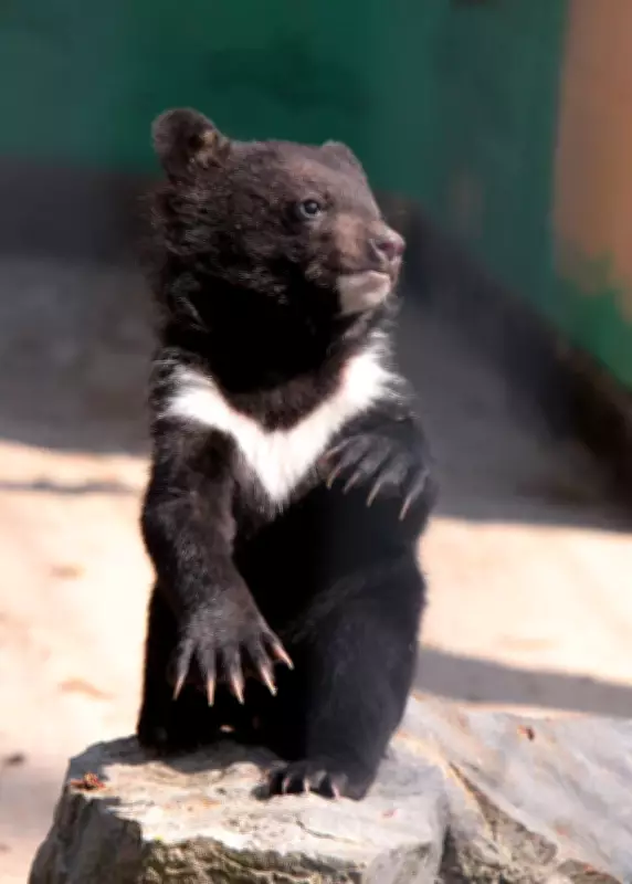 Two Himalayan Black Bear Cubs Rescued in Theog, Shimla District