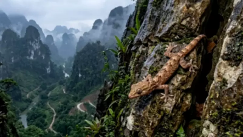 Two New Gecko Species Discovered in Vietnam's Limestone Mountains Face Extinction Threat