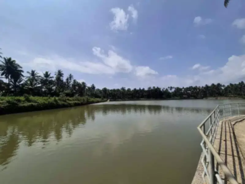 Two Revived Village Ponds in Kerala Stay Full Through Summer Heat