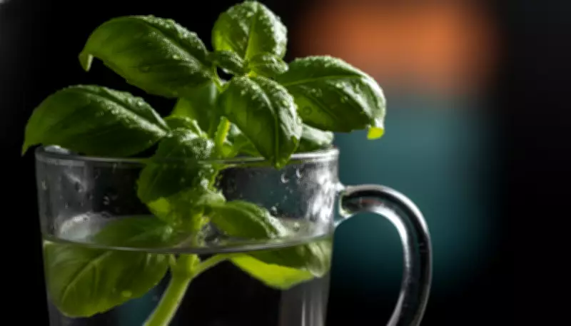 Two Simple Habits to Keep Supermarket Basil Alive Indoors