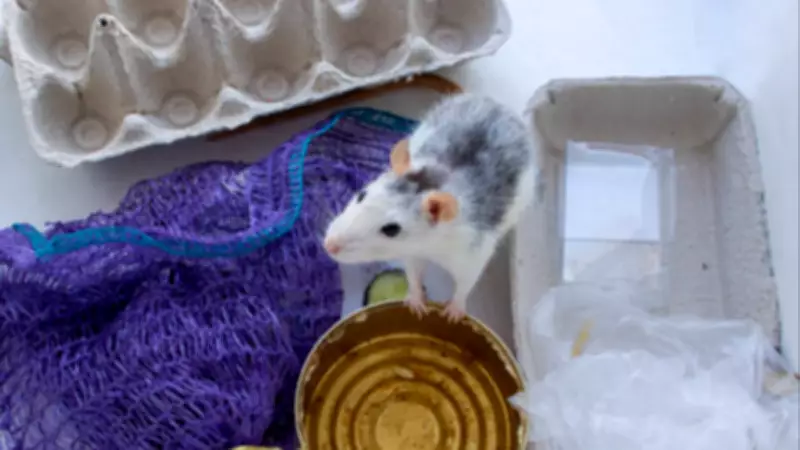 UK Food Safety Alert: Saffron Pastries Recalled Over Rodent Contamination Fears