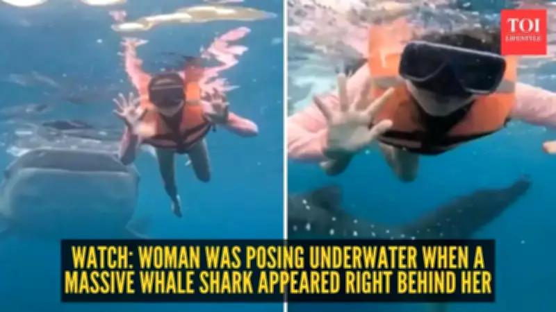 Underwater Photoshoot Interrupted by Gentle Whale Shark Encounter in Philippines