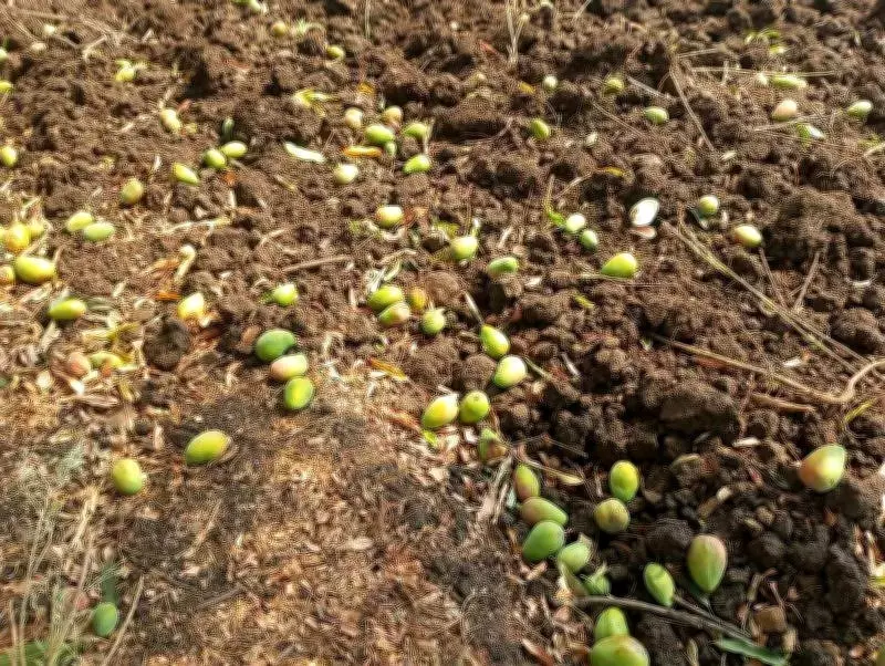 Unseasonal Rain and Winds Damage Mango Orchards in Marathwada, Farmers Seek Insurance