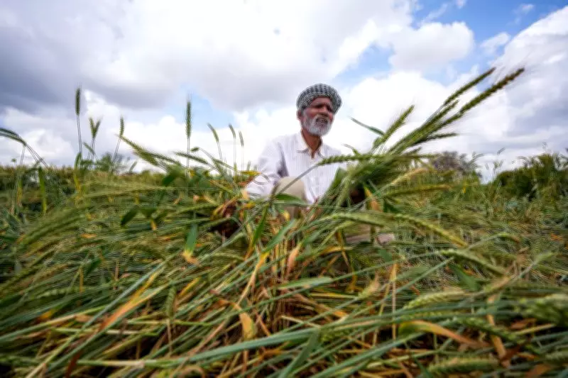 Unseasonal Rains in Amritsar Spark Crop Yield Concerns Among Farmers