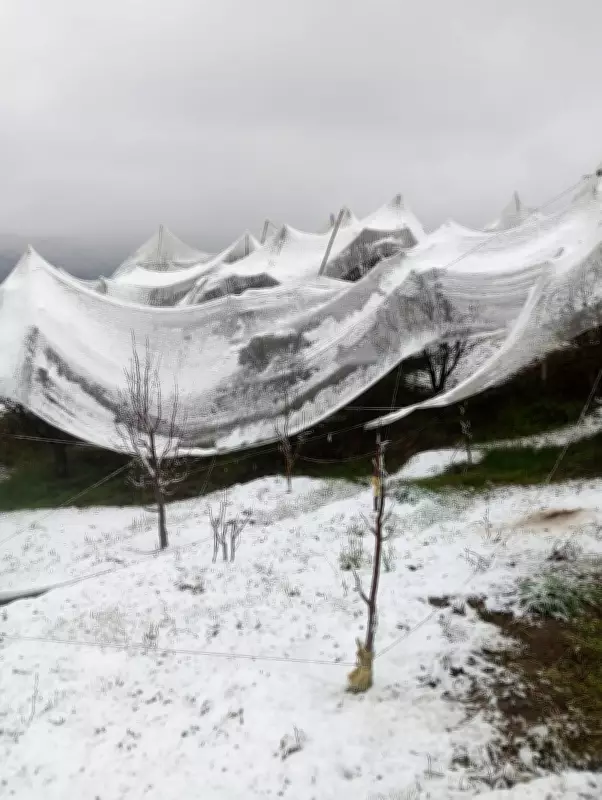 Unseasonal Snowfall in Shimla's Higher Reaches Damages Apple Orchards