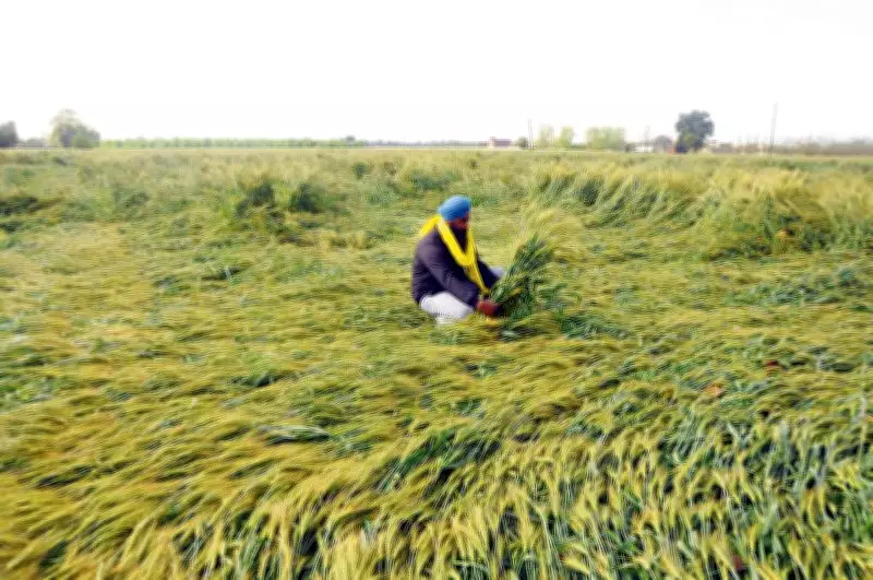 Untimely Rain Damages Wheat Crop in Amritsar: What Government Support Steps Are Needed?