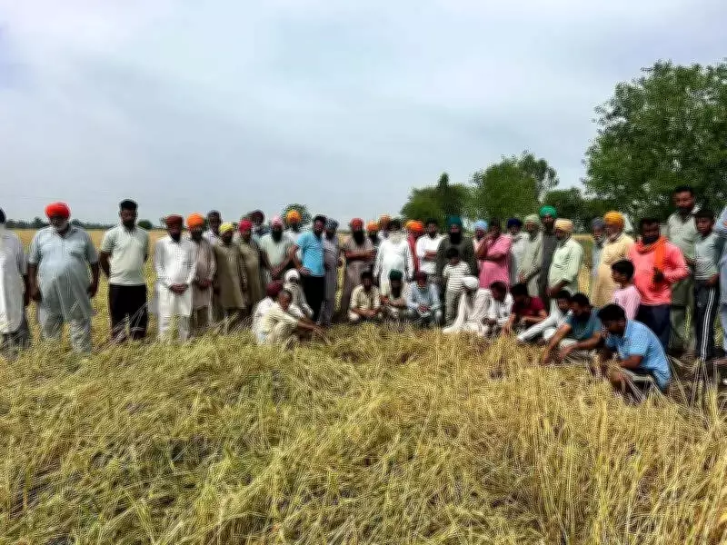 Untimely Rains and Hailstorms Devastate Wheat Crops in Punjab and Haryana