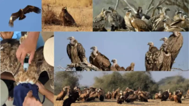 Unusual Raptor Congregation in Jaisalmer's Desert National Park Raises Questions