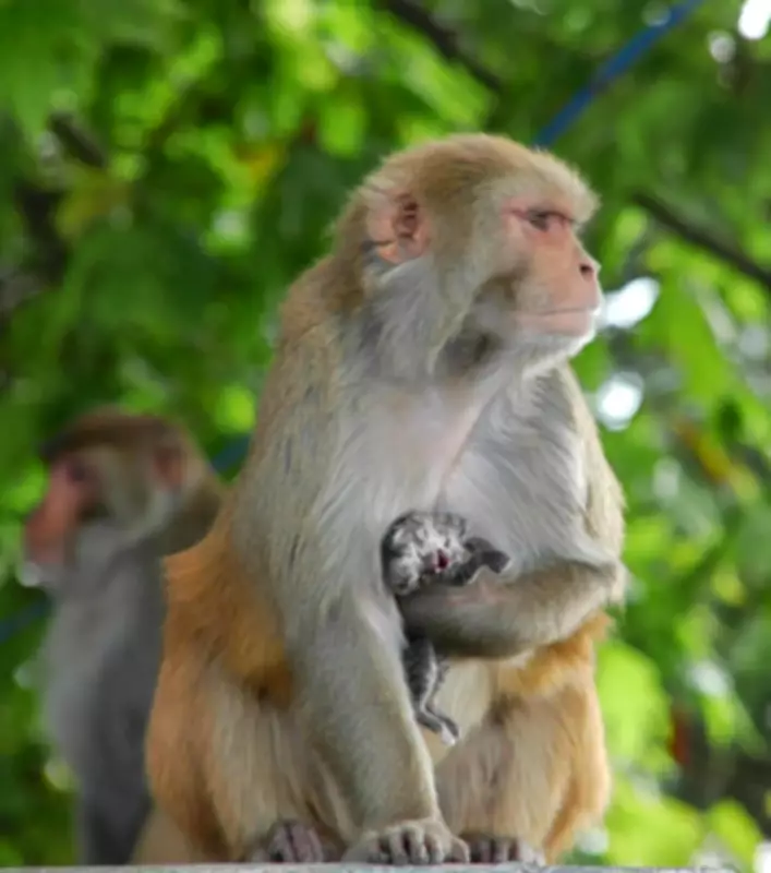 Uttar Pradesh Forest Department Unveils Comprehensive Plan to Tackle Monkey Menace