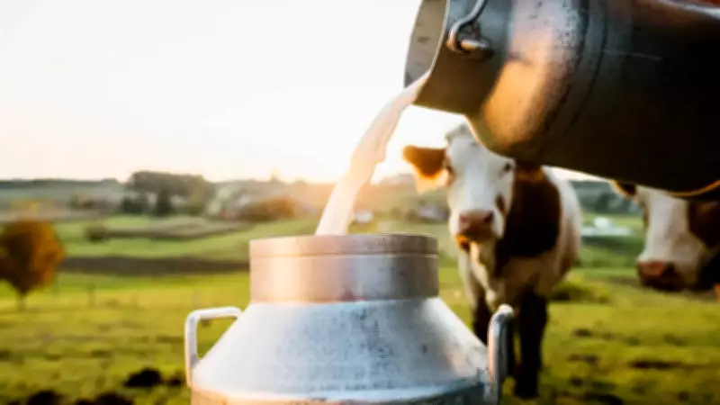 Uttar Pradesh Leads India's Milk Production with 40% Surge, FSSAI Sets Quality Standards