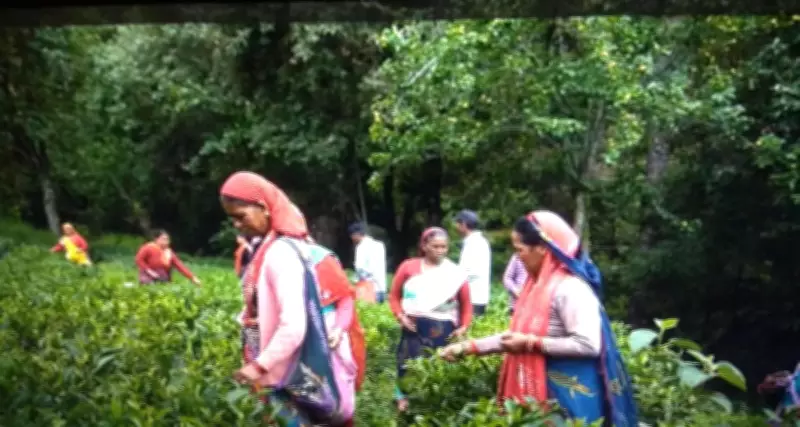 Uttarakhand's Kausani Tea Sells 400kg in First Week of Direct Market Debut