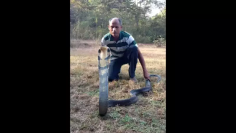 Valpoi Tailor's 12-Year Mission: 89 King Cobras Rescued from Goa's Forests