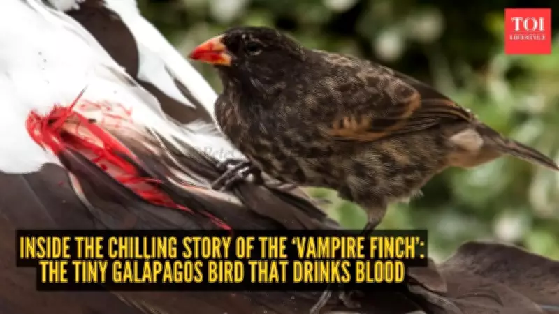 Vampire Finch: Darwin's Blood-Drinking Bird in Galapagos