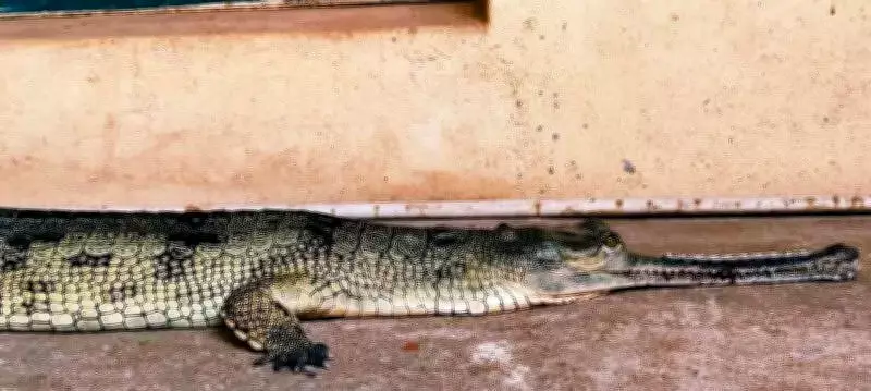 Vets in Chennai Save Critically Endangered Gharial with Innovative Metal Plate Surgery