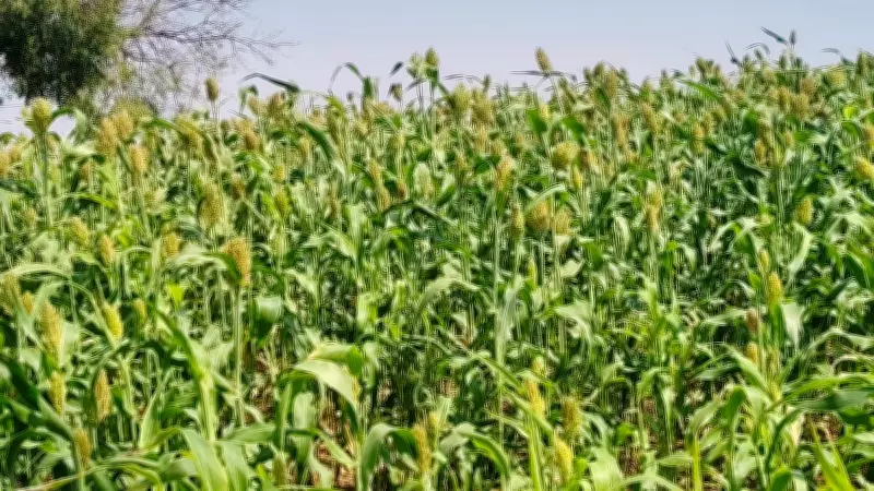 Vijayapura's 'White Pearl': How Karnataka's Jowar Hub Earns Its Punjab Title