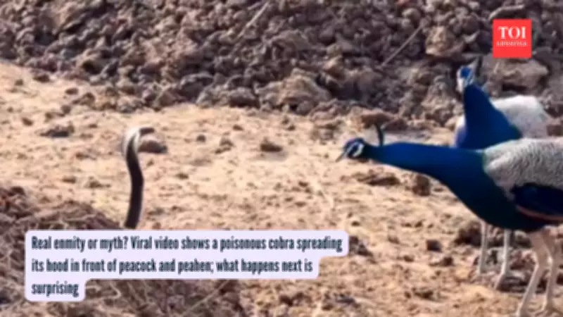 Viral Peacock vs Cobra Video: Science Debunks Ancient Rivalry Myths