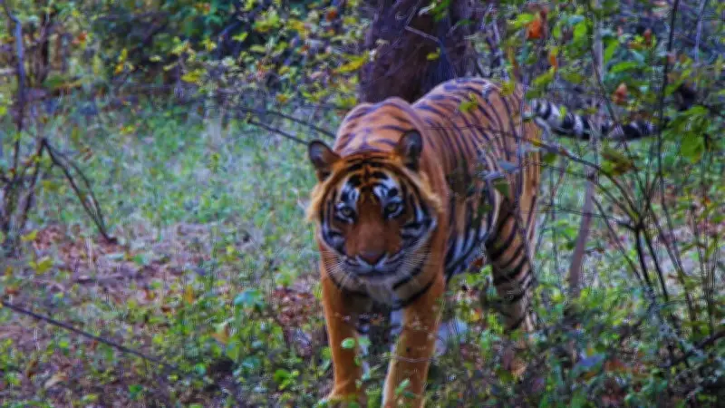 Viral Ranthambore Tiger Video Sparks Debate on Wildlife Tourism Ethics