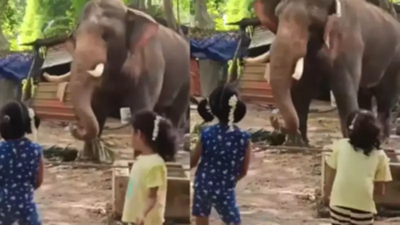 Viral Video of Girls Dancing with Elephant Spreads Pure Joy Online