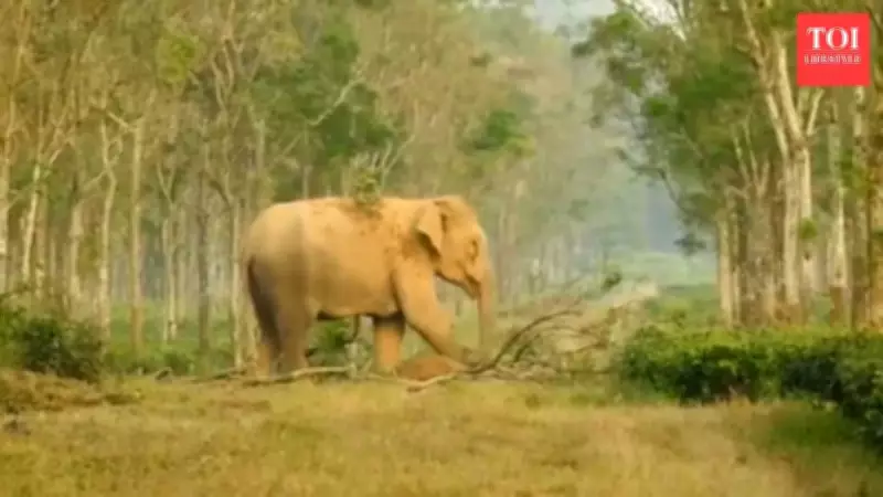 Viral Video Shows Elephant Mother's Heartbreaking Grief Over Dead Calf
