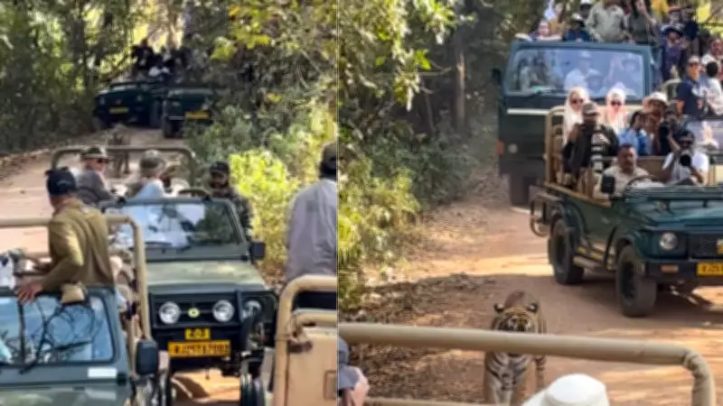 Viral Video Shows Tiger Trapped in Ranthambore Safari Traffic Jam, Sparks Outrage