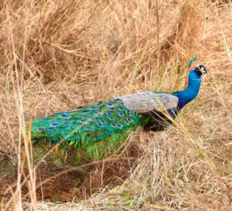 Water Crisis Hits Pune Urban Forests, Threatening Green Cover and Biodiversity