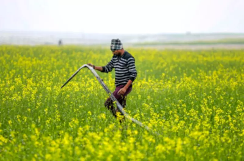 Weather Havoc Damages Punjab's Flower and Vegetable Crops, Farmers Seek Relief
