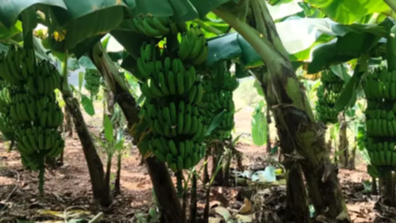 West Asia Conflict Ceasefire Fails to Save Andhra Pradesh Banana Farmers from Ruinous Losses