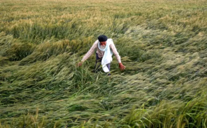 Western Disturbance Threatens Punjab's Wheat Harvest, Farmers Anxious