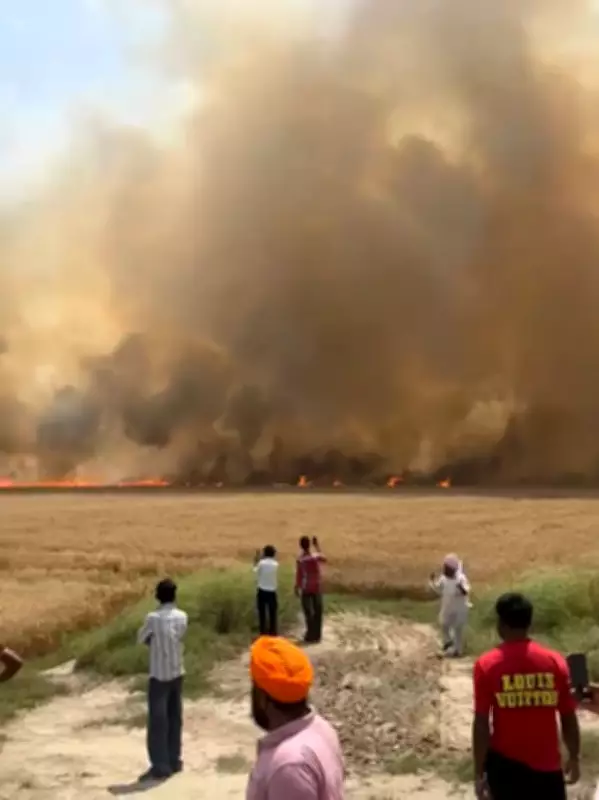 Wheat Crop on 250 Acres Destroyed by Fire in Muktsar and Fazilka Villages