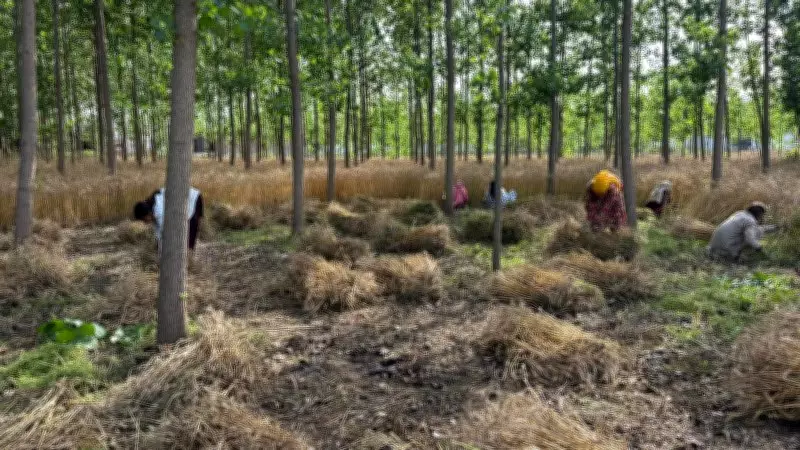 Wheat Harvesting Accelerates in Yamunanagar as Weather Conditions Improve