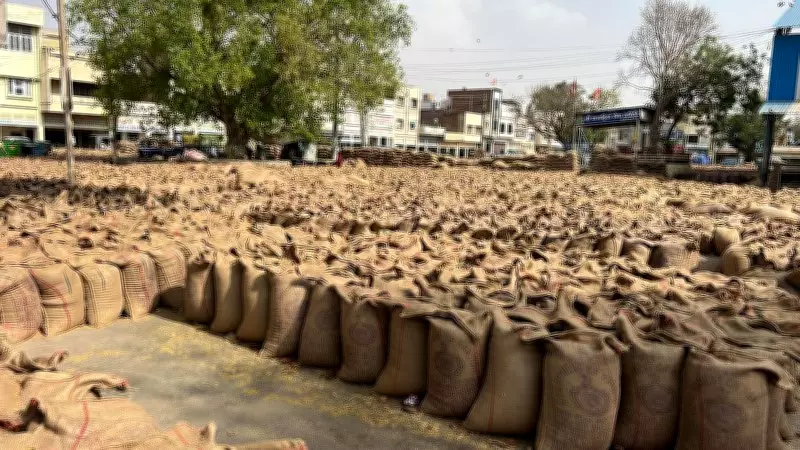 Wheat Procurement Begins in Jalandhar with No Arrivals on Opening Day