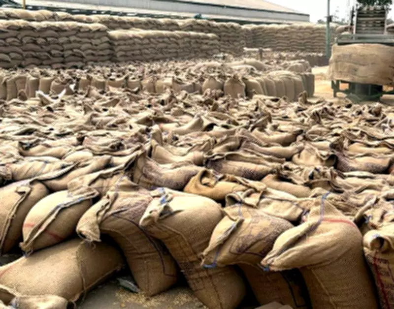 Wheat Procurement Snags in Phagwara Mandi Due to Slow Lifting