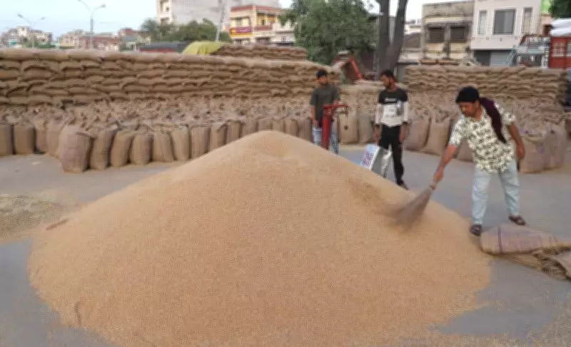 Wheat Procurement Surpasses Half Target, Farmers Receive Rs 416.2 Crore in Kapurthala