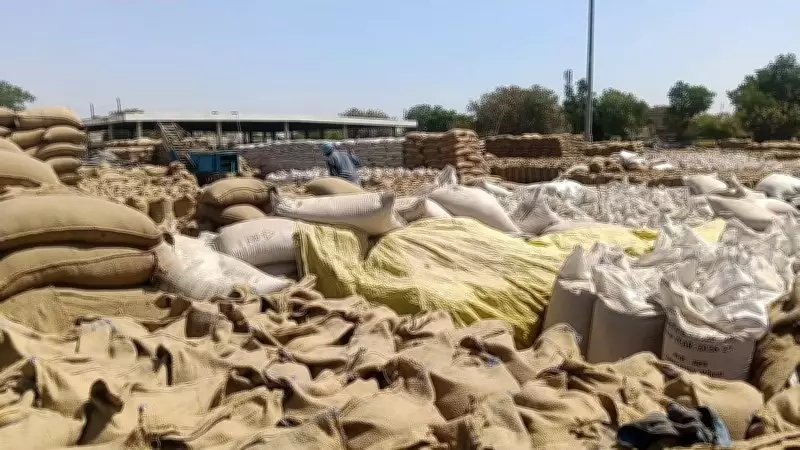 Wheat Sacks Exposed to Sky in 112 Mandis on Moga as Lifting Delays Distress Farmers