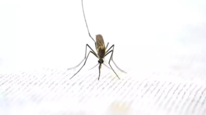 WHO Approves First Malaria Drug for Newborns and Infants