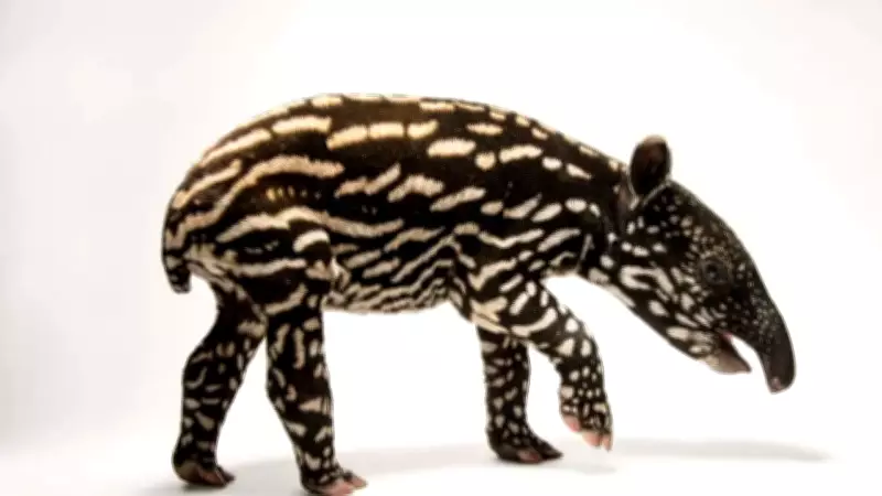 Why Baby Tapirs Look Like Walking Watermelons: Camouflage Explained