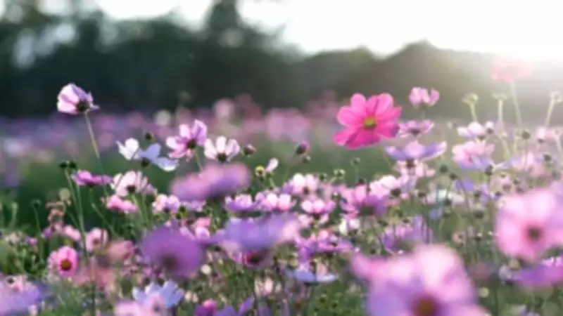 Why Flowers Speak Louder Than Words: The Unspoken Language of Nature