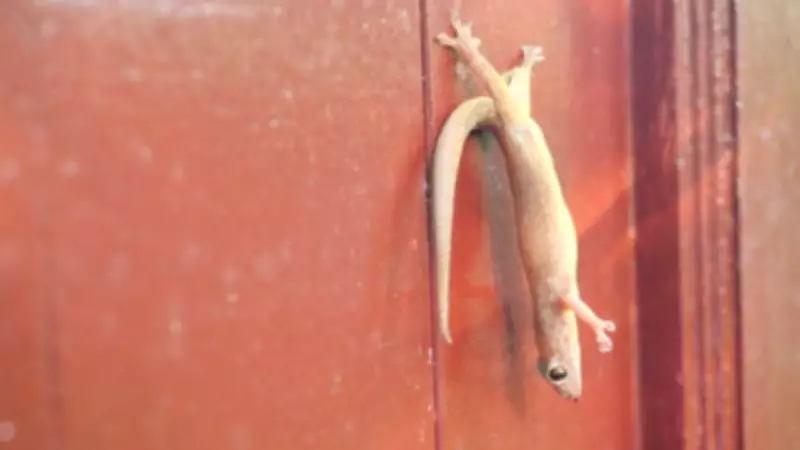 Why House Lizards Keep Returning and How to Deter Them Naturally