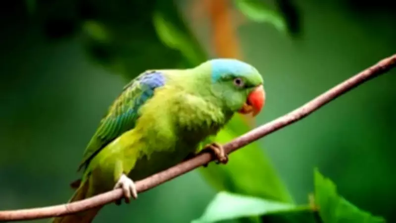 Why Parrots Mimic Human Speech: Science Behind Their Vocal Skills