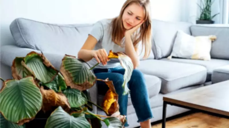 Why Your Houseplants Die: Expert Reveals It's Not Your Fault