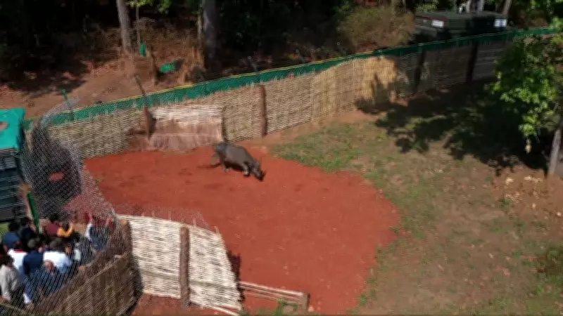 Wild Buffaloes Reintroduced in MP After 150 Years, Says CM Yadav