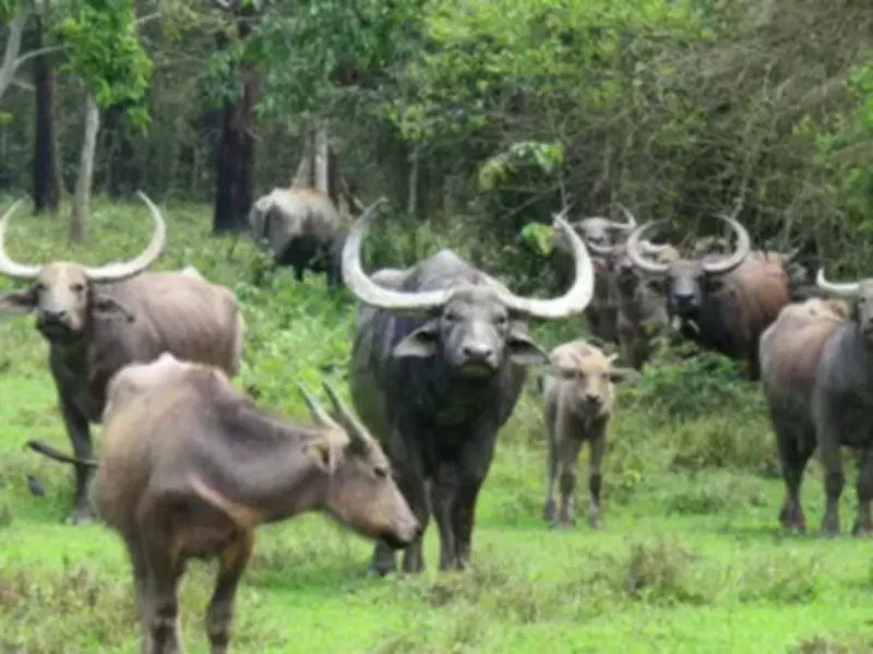 Wild buffaloes return to MP after century in landmark conservation move