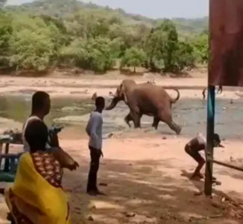 Wild Elephant Charges into Tourists at Sangama in Bengaluru, Woman Injured