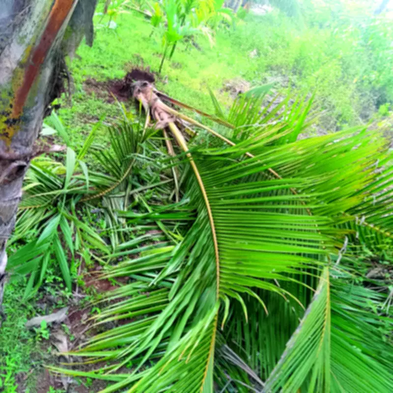 Wild Elephant Omkar Ravages Pernem Farms, Sparks Farmer Fury Over Govt Inaction